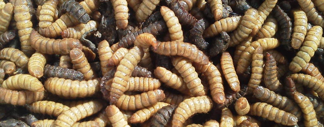 Larvas de Mosca Soldado