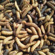 Larvas de Mosca Soldado